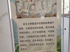 魯西南白鵝又叫什么