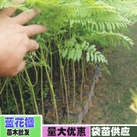 云南藍(lán)花楹_昆明藍(lán)花楹種苗價(jià)格多少錢?