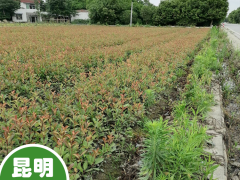 貴州80公分石楠苗價格| 紅葉石楠苗木價格表 紅葉石楠苗木規(guī)格圖6