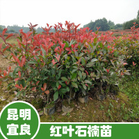 貴州80公分石楠苗價(jià)格| 紅葉石楠苗木價(jià)格表 紅葉石楠苗木規(guī)格