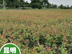 四川球花石楠苗圃| 紅葉石楠苗木價格表 紅葉石楠苗木規(guī)格圖1