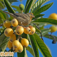 曲靖會澤枇杷苗越大越好嗎|五星大枇杷苗基地|紅河枇杷苗基地